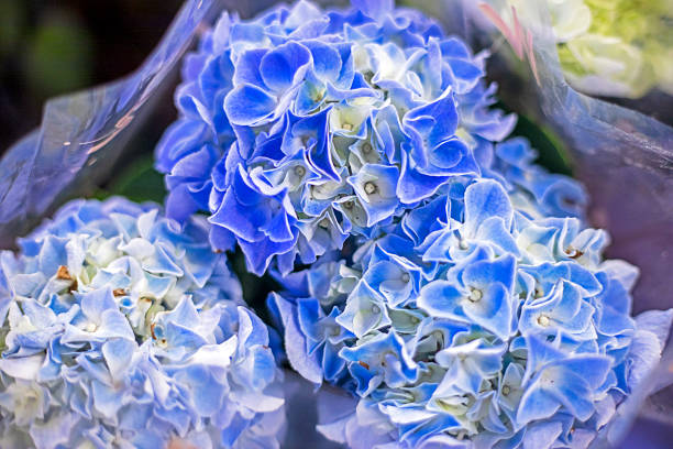 Beautiful blue hydrangea flowers close-up. Holiday. Growing flowers