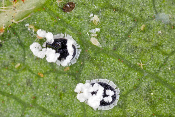 istock Citrus mealywing, citrus and orange spiny whitefly called also spiny blackfly, Aleurocanthus spiniferus. A dangerous, invasive pest of crop plants. Also visible mites Tetranychus. 2170789088