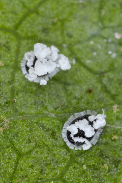 istock Citrus mealywing, citrus and orange spiny whitefly called also spiny blackfly, Aleurocanthus spiniferus. A dangerous, invasive pest of crop plants. Also visible mites Tetranychus. 2170790044