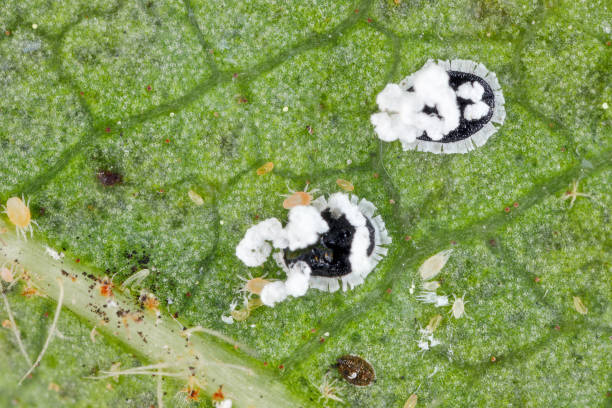istock Citrus mealywing, citrus and orange spiny whitefly called also spiny blackfly, Aleurocanthus spiniferus. A dangerous, invasive pest of crop plants. 2170790052