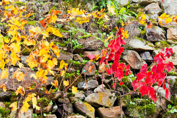Vineyard in Autumn time, close-up view of grape vine red and yellow leaves . Old stone wall in the background. Ribeira Sacra area, Ourense and Lugo provinces, Galicia, Spain.