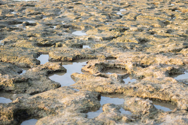 A textured landscape of wet, rocky terrain with shallow pools of water reflecting the sky. The surface appears rugged and uneven, showcasing natural erosion patterns.