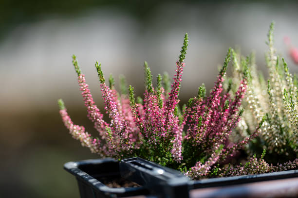 Close-up of a lush field of blooming pink heather flowers (Erica carnea), showcasing their vivid colors and dense clusters. Captured in natural daylight, this image highlights the beauty of spring flora and garden landscapes. Ideal for themes of nature, tranquility, gardening, and seasonal transitions.