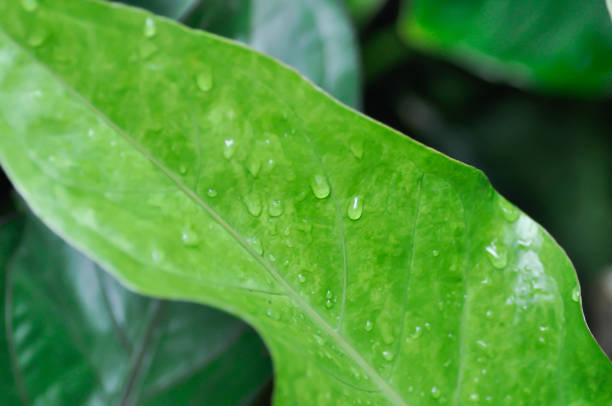Anthurium Renaissance or Anthurium Renaissance leaf ,leaves or small Anthurium and rain drop or dew drop