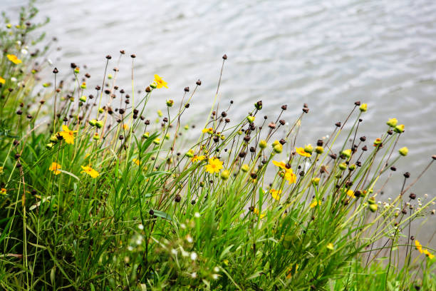tramquil landscape in summer