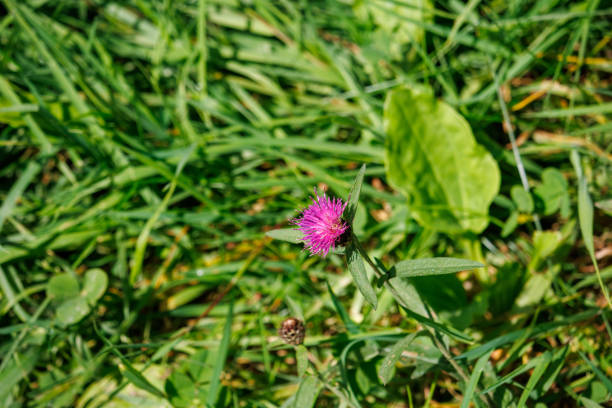 A pink knapweed wildflower growing amongst various other wild plants, grasses and clover