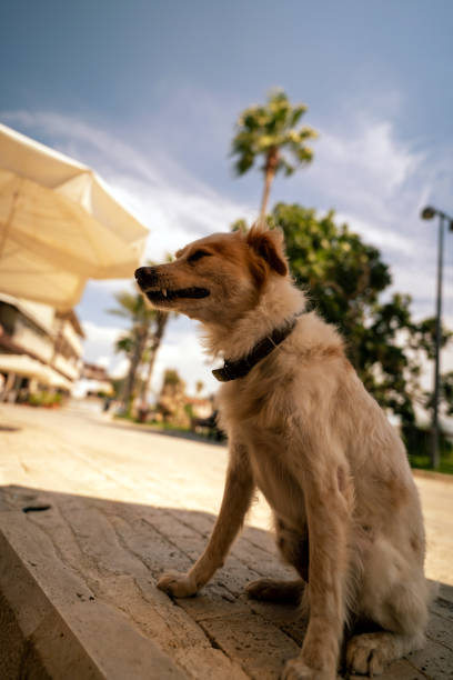 istock Relaxed Dog Sitting Outdoors on a Sunny Day 2170796543