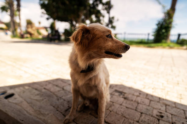 istock Relaxed Kokoni Dog Sitting Outdoors on a Sunny Day 2170796742