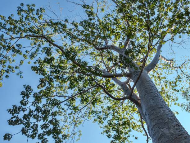 istock Branches of a tall deciduous tree against a clear blue sky. 2170797168