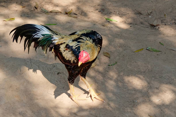 istock Photograph presenting a rooster showcasing vibrant multicolored plumage. 2170797442
