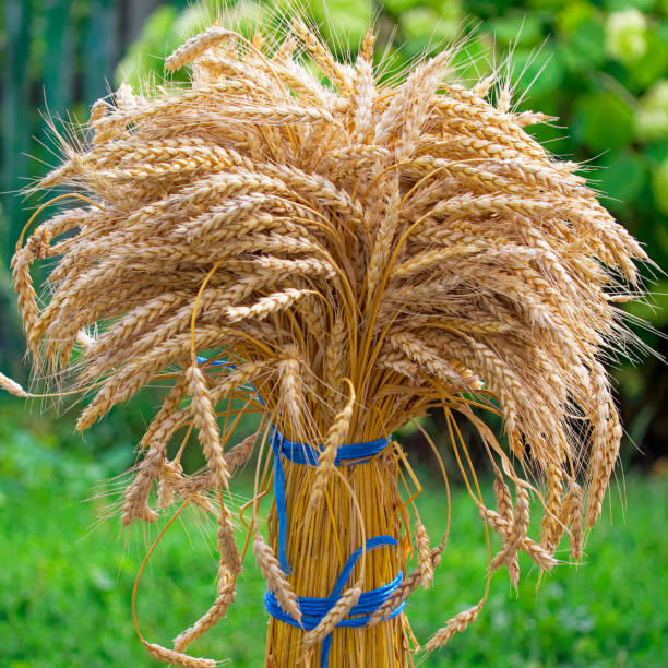 istock This image shows a bundle of ripened wheats tied together standing upright against a backdrop filled with greenery. 2170797536