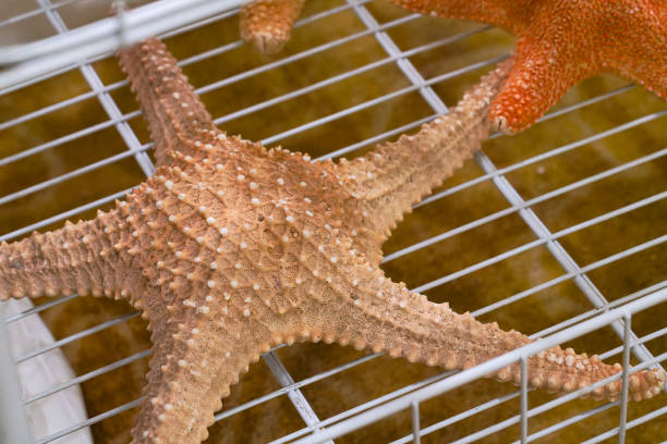 Dried sea stars Dried sea stars starfish endoskeleton stock pictures, royalty-free photos & images