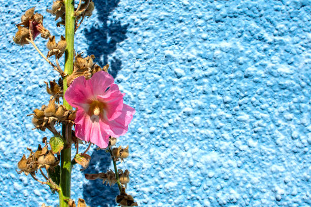 Pink hollyhock against blue wall in September with copy space
