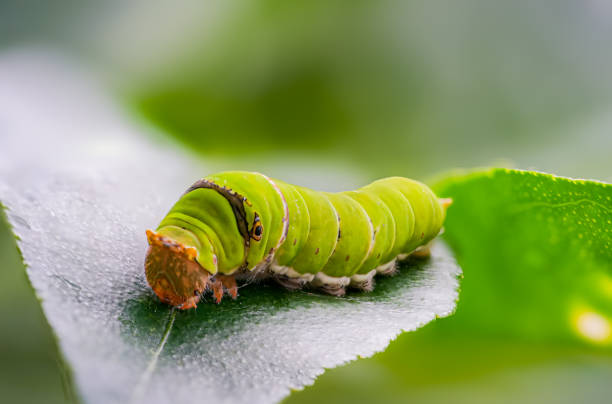 istock Green Swallowtail Caterpillar 2170800282