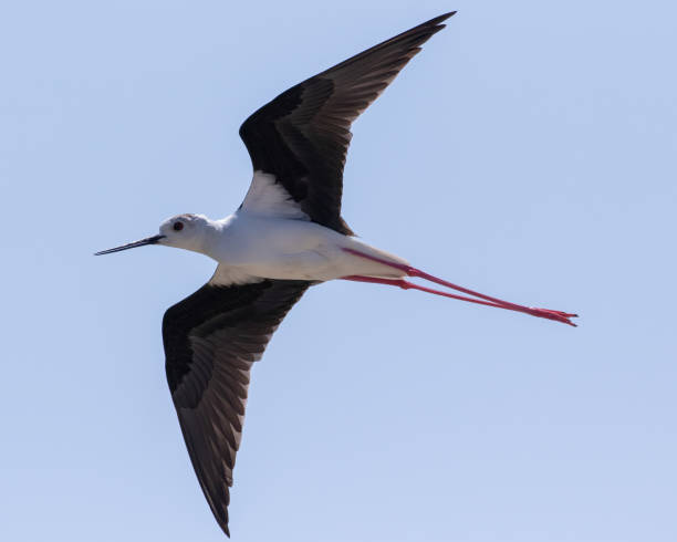 istock Black-winged Stilt flying on Naxos, Greece 2170800539
