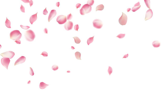 istock Rose petals or sakura flying petals, romantic background with realistic pink cherry flower petals flow or falling motion. Love, romance, floral spring season,cherry blossom 2170801535
