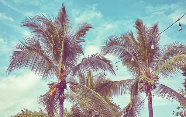 Coconut palm trees against the sky, retro color toning applied.