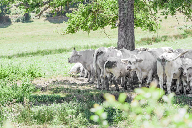 istock A herd of cows in a pasture. 2170803170