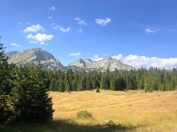istock yellow meadow in the middle of the forest 2170803787