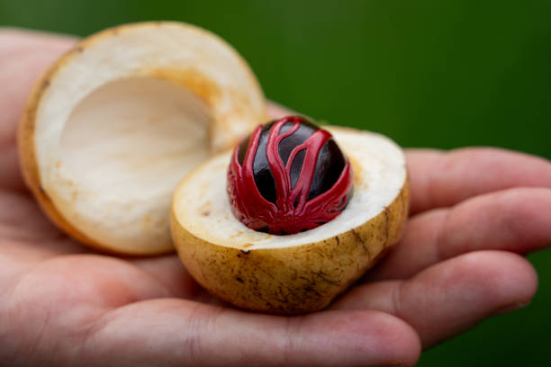 istock Close up of a fresh nutmeg off a tree 2170803883