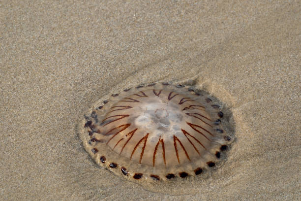 istock Compass Jellyfish in the sand 2170804264