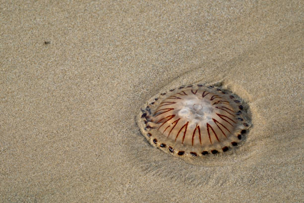 Compass Jellyfish in the sand