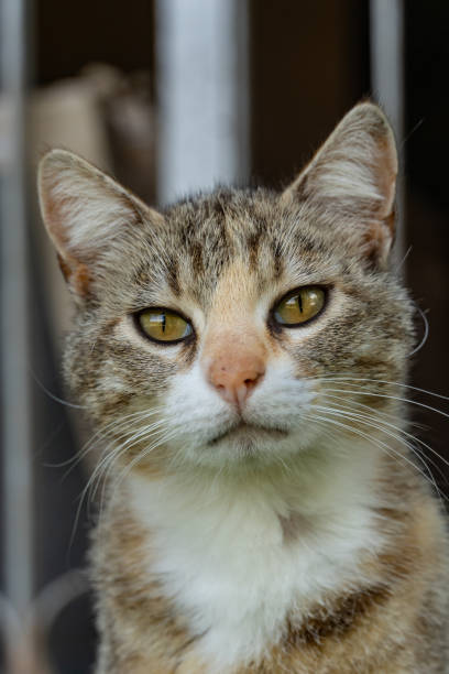 istock portrait of a cat 2170805110