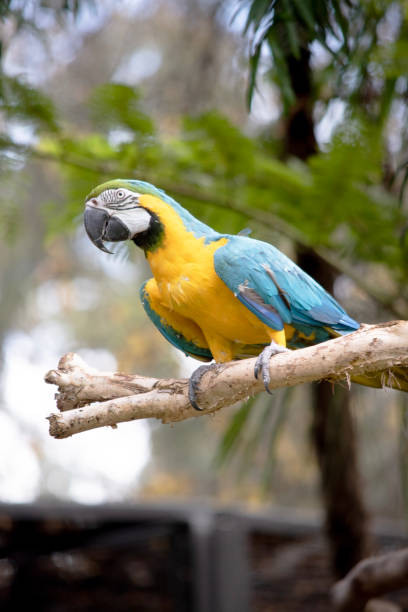 istock the blue and gold macaw is perched on a branch 2170805876