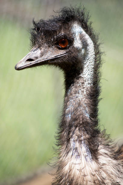 istock this is a close up of an emu 2170806087