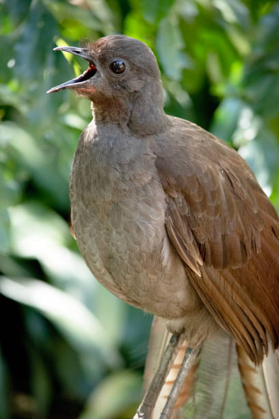 istock the lyre bird is perched on a branch 2170806151