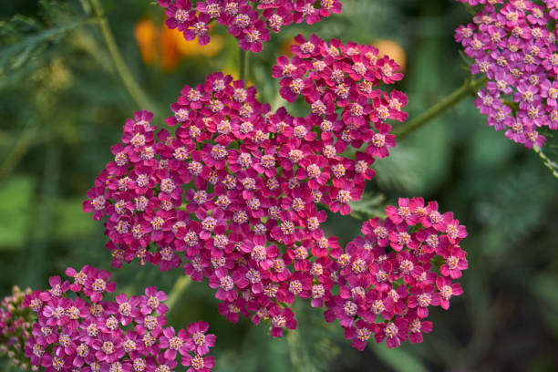 istock Yarrow blooms in the garden. 2170806743