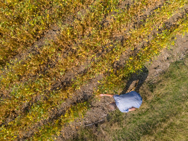 istock Farmer at his small abundant ripe soybean field 2170807039