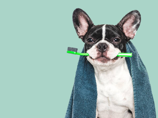 istock Cute puppy, towel and toothbrush. Studio shot 2170809585