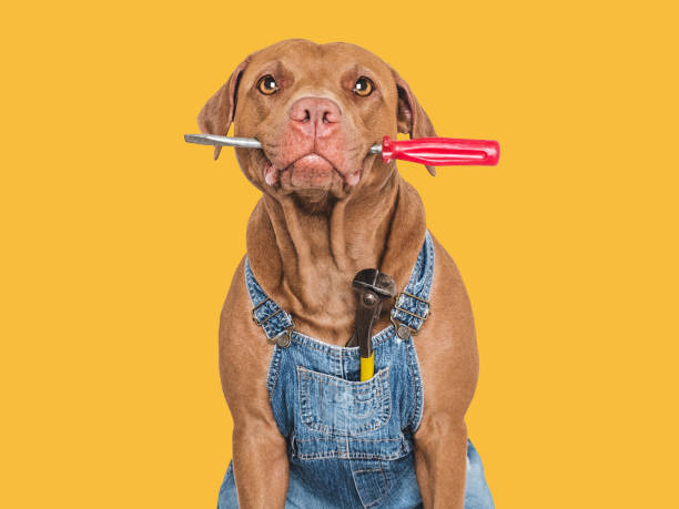 istock Cute puppy, denim overalls and screwdriver. Studio shot 2170809650