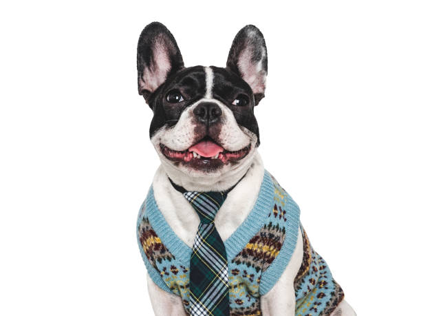 istock Cute puppy and stylish knitted vest. Studio shot 2170809746