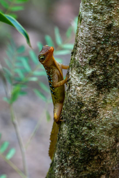 istock Anole Lizard climbing up a tree in Dominica 2170810749