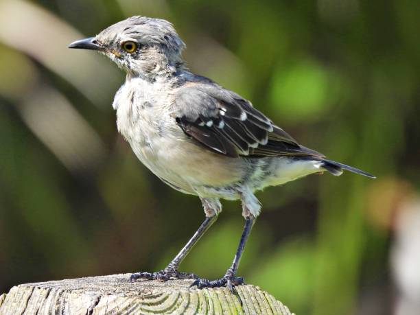 istock Northern Mockingbird (Mimus polyglottos) - perched on a wood post 2170814203