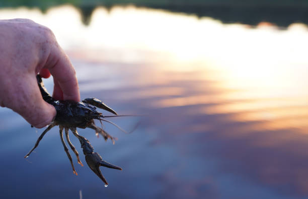 Crayfish in fisherman's hand on  lake. Illegal Catching crayfish and illegal Crayfishing on river. Iillegal fishing. Crawdads, are crustaceans that live in freshwater environments throughout world