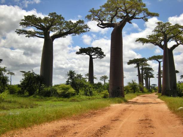 istock Baobab avenue in Morondava, Madagascar 2170816595