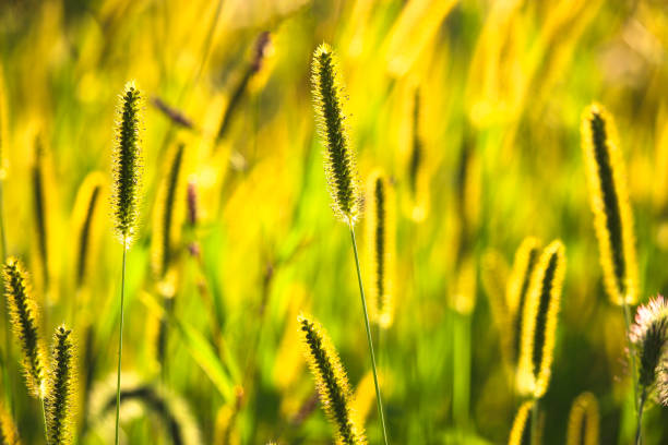 Foxtail (Setaria Pumila) with Yellow Lighting Background in the Sunset Light. New England, US