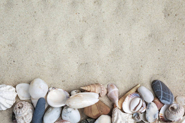 istock beach and sea themed banner or header with beautiful shells and corals  on pure white sand. 2170816659