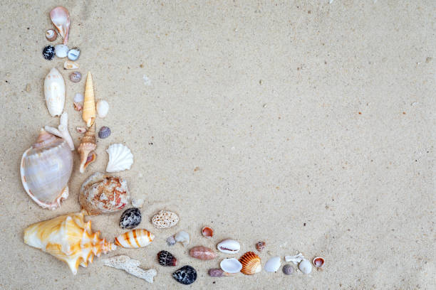 istock Top view exotic seashells and starfish on white sand with copy space. Vacation theme 2170816668