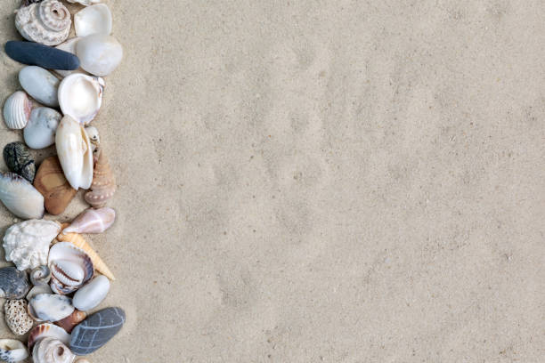 istock Top view exotic seashells and starfish on sand with copy space. Travel and vacation. 2170816730