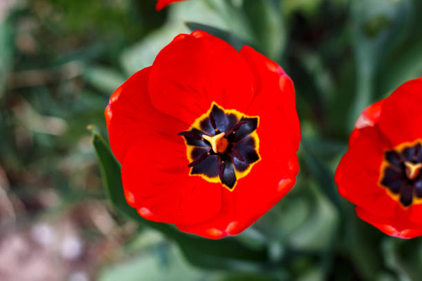 Beautiful red tulip. Blooming tulip flower