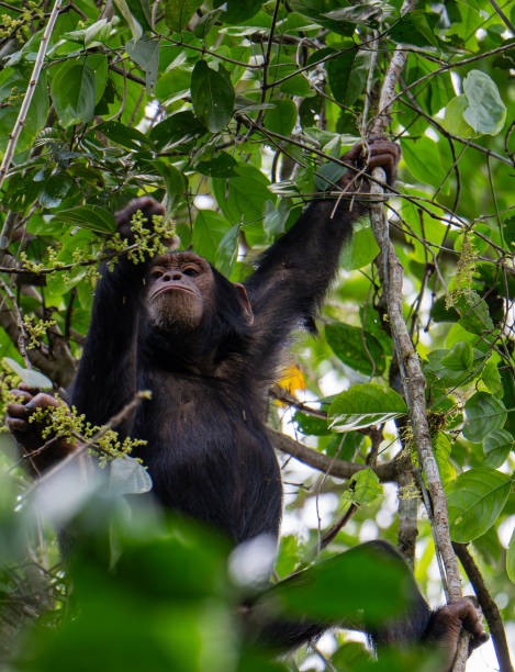 istock Chimpanzee in Budongo central forest reserve in Uganda 2170818746