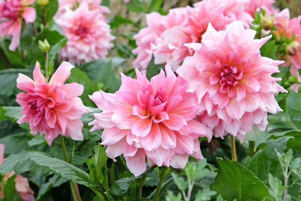 istock Pink dinner plate dahlia Ottos Thrill in flower. 2170818897