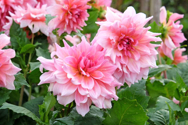 istock Pink dinner plate dahlia Ottos Thrill in flower. 2170818911