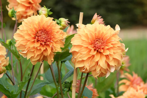 istock Peach orange dinnerplate decorative dahlia Great Hercules in flower. 2170819459