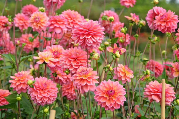 istock Pink decorative dahlia Great Silence in flower. 2170819461
