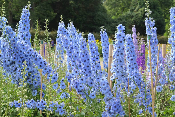 istock Pale blue Delphinium Twilight Blues in flower 2170819774
